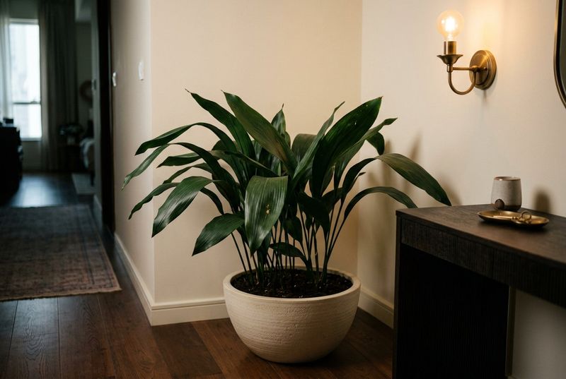 Cast Iron Plant Lives Up To Its Tough Name