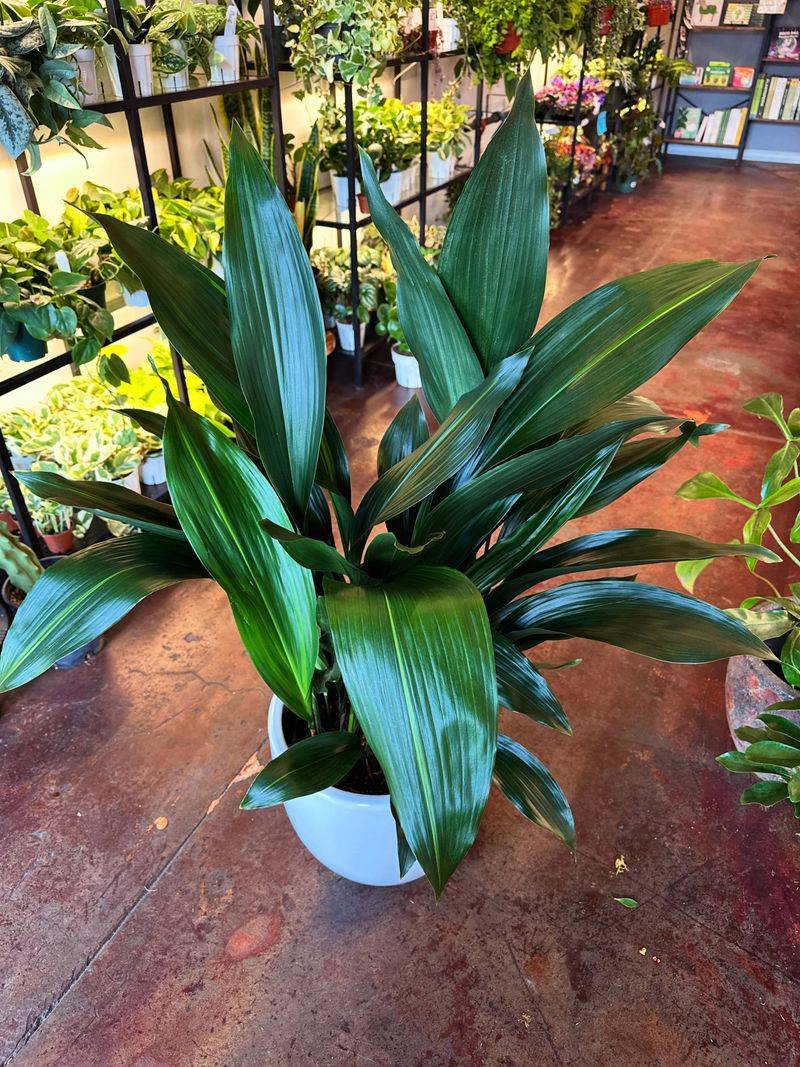 Cast Iron Plant Cast Iron Plant