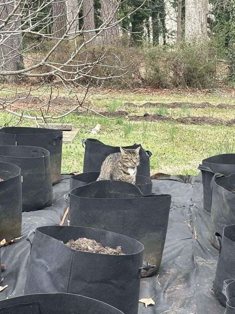 Cat And Dog Waste Cat And Dog Waste