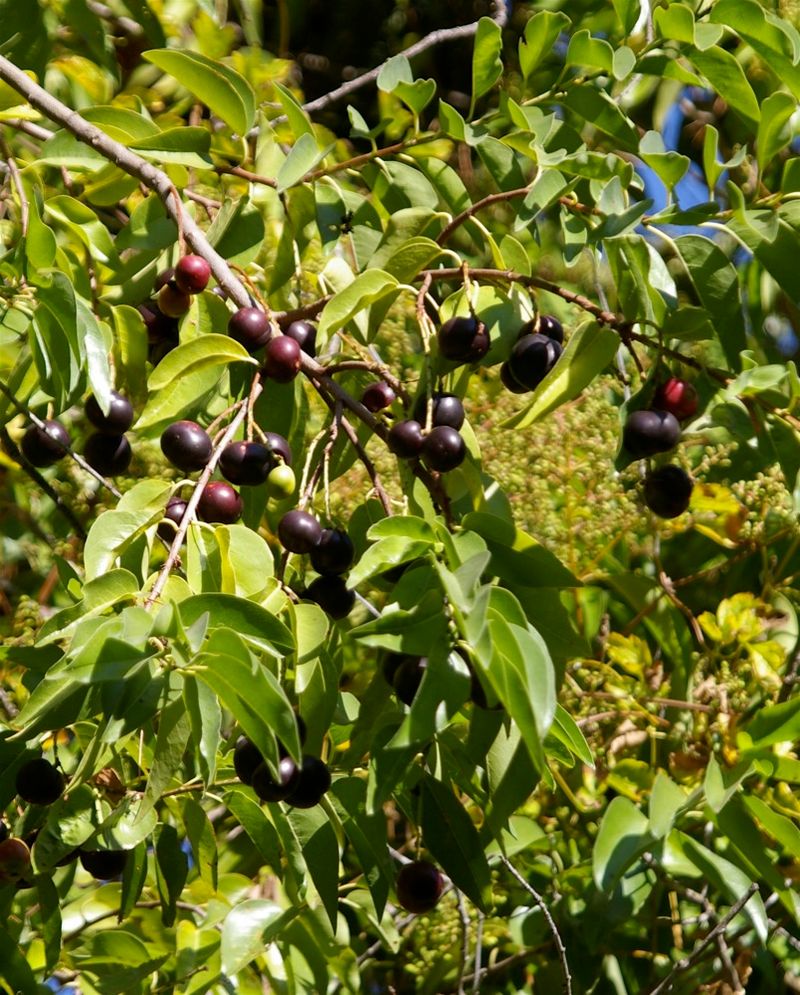 Catalina Cherry Gives Fruit And Dense Shelter