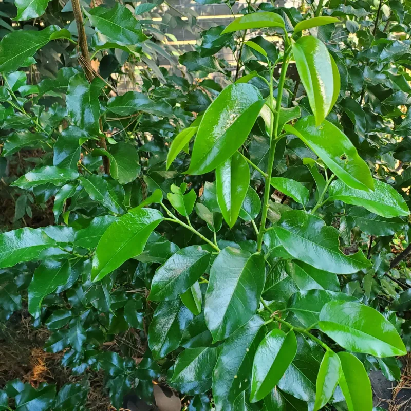 Catalina Cherry Gives Glossy Evergreen Cover Catalina Cherry Gives Glossy Evergreen Cover