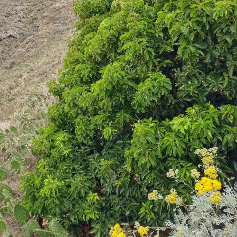 Catalina Cherry Stretches Into A Tall Screen