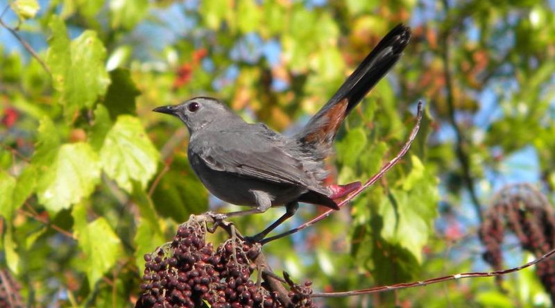 Catbirds Love To Hide In Dense Shrubs Catbirds Love To Hide In Dense Shrubs