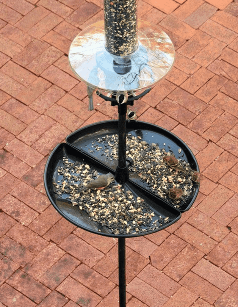 Catch Trays And Hull-Free Seed Keep The Ground Cleaner