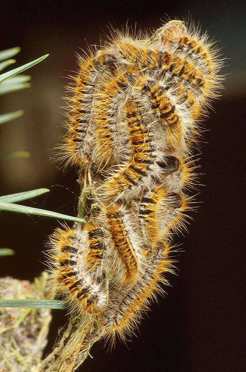 Caterpillar hairs can cause welts without a bite