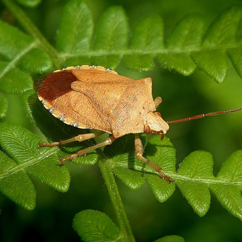 Caterpillars, Beetles, And Stink Bugs Are Among Its Prey Caterpillars, Beetles, And Stink Bugs Are Among Its Prey
