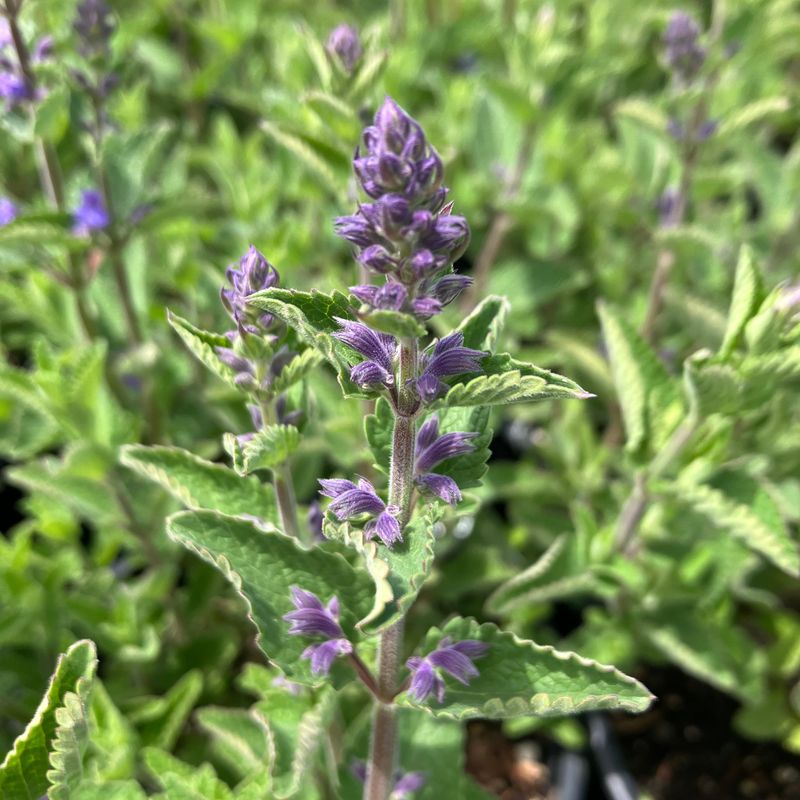 Catmint, A Fragrant Cloud Of Blue