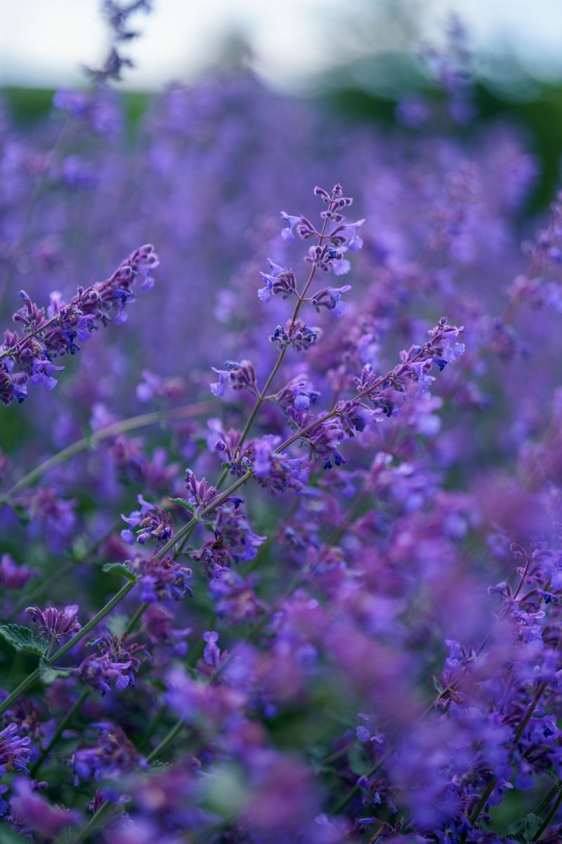 Catmint Brings Soft Purple Clouds Catmint Brings Soft Purple Clouds