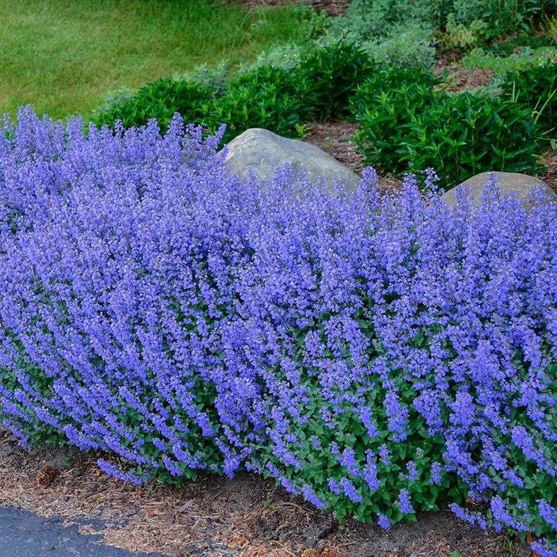 Catmint Offers Months Of Soft Blue Flowers Catmint Offers Months Of Soft Blue Flowers
