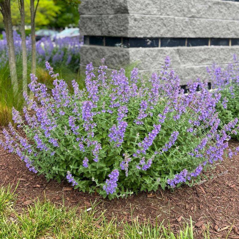 Catmint's Aromatic Leaves Keep Deer Away