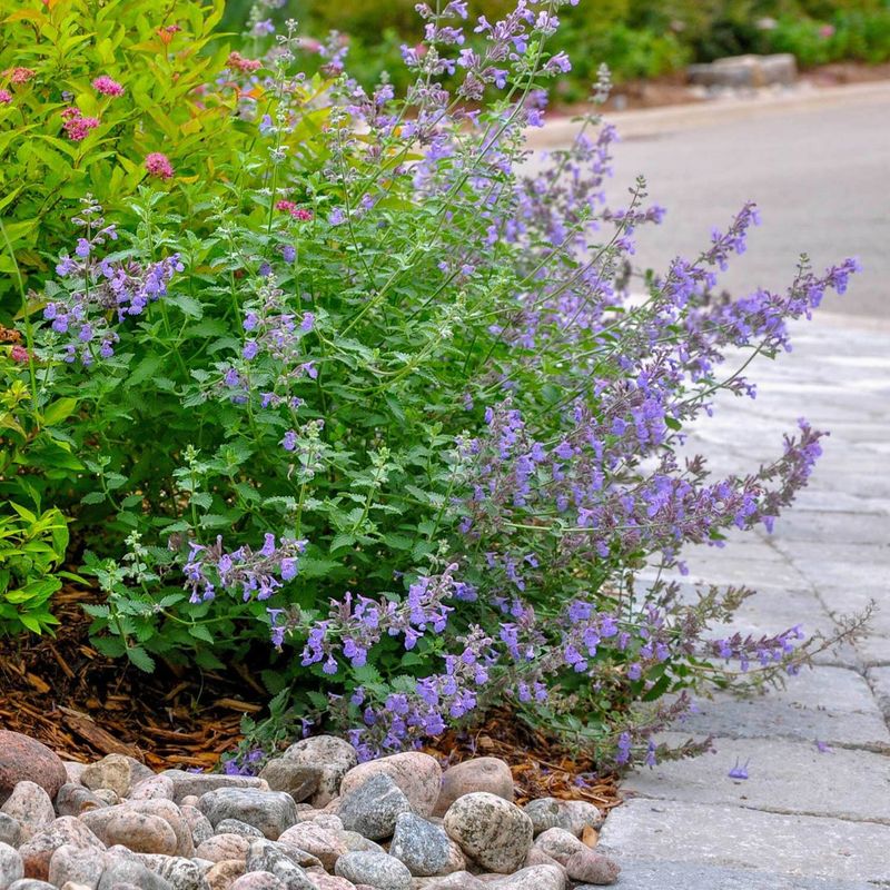 Catnip and catmint are not the same plant