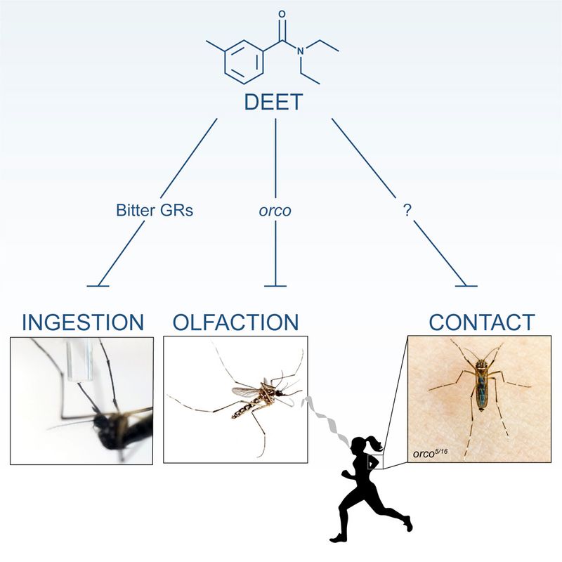 Catnip oil’s receptor finding does not settle DEET’s mechanism