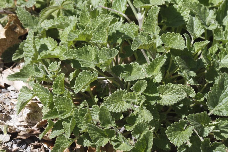 Catnip