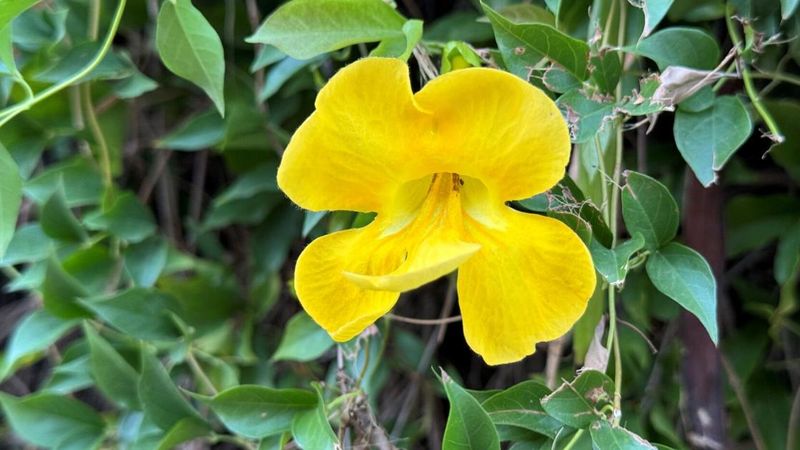Cat's Claw Vine