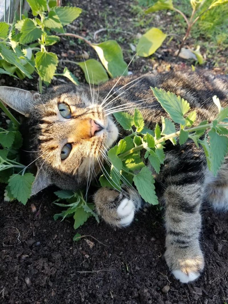 Cats Will Love It Even If Bugs Don't