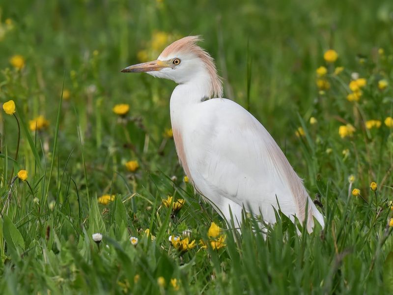 Cattle Egrets Cattle Egrets