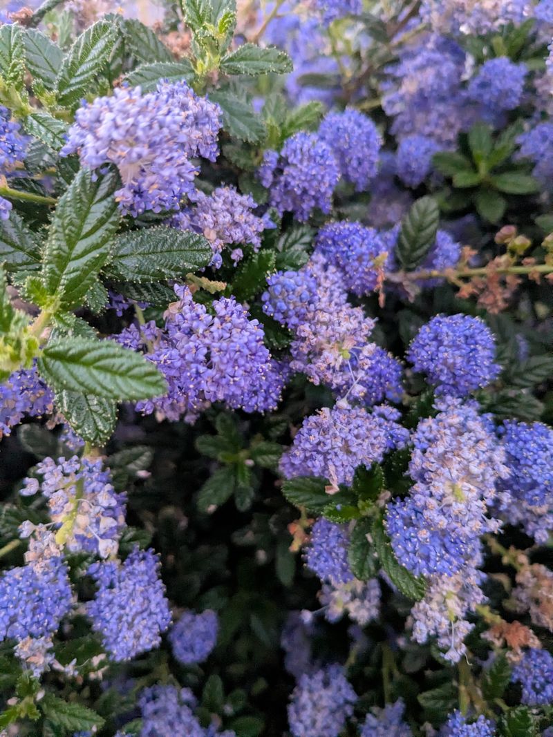 Ceanothus Bursts Into Spring Bloom