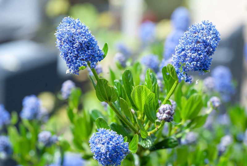 Ceanothus Paints California Springs Blue