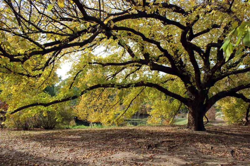 Cedar Elm: The Toughest Shade Tree In The Lone Star State Cedar Elm: The Toughest Shade Tree In The Lone Star State