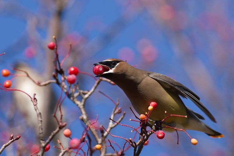 Cedar Waxwings Feeding In Large Flocks Have Been Poisoned Cedar Waxwings Feeding In Large Flocks Have Been Poisoned