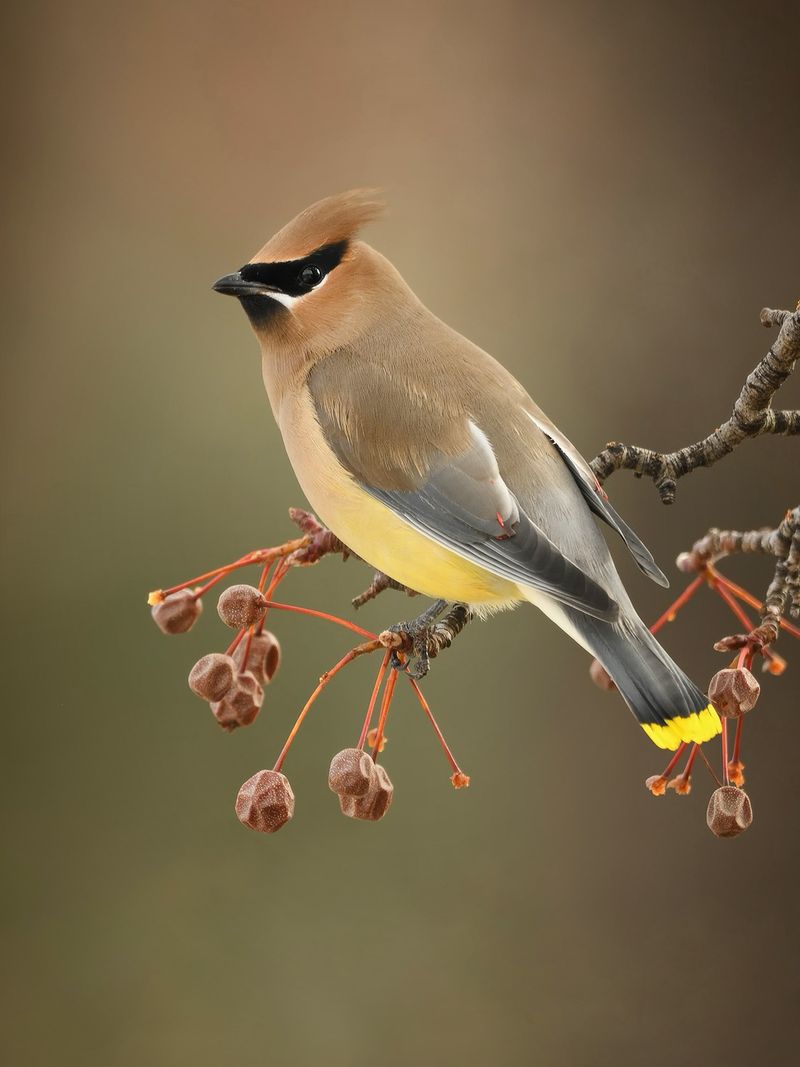 Cedar Waxwings Winter In Florida From October To May