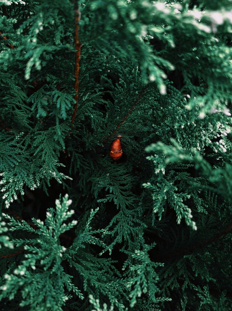 Cedarwood For Cozy Closets And Corners Cedarwood For Cozy Closets And Corners