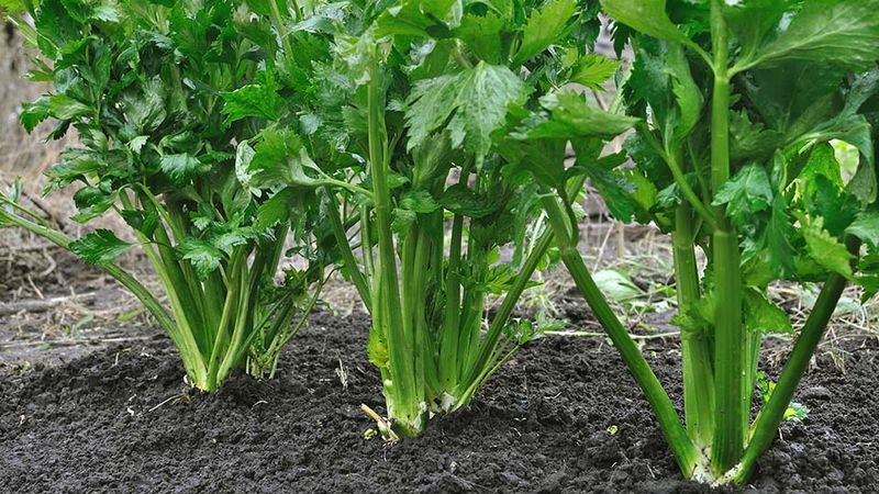 Celery Celery