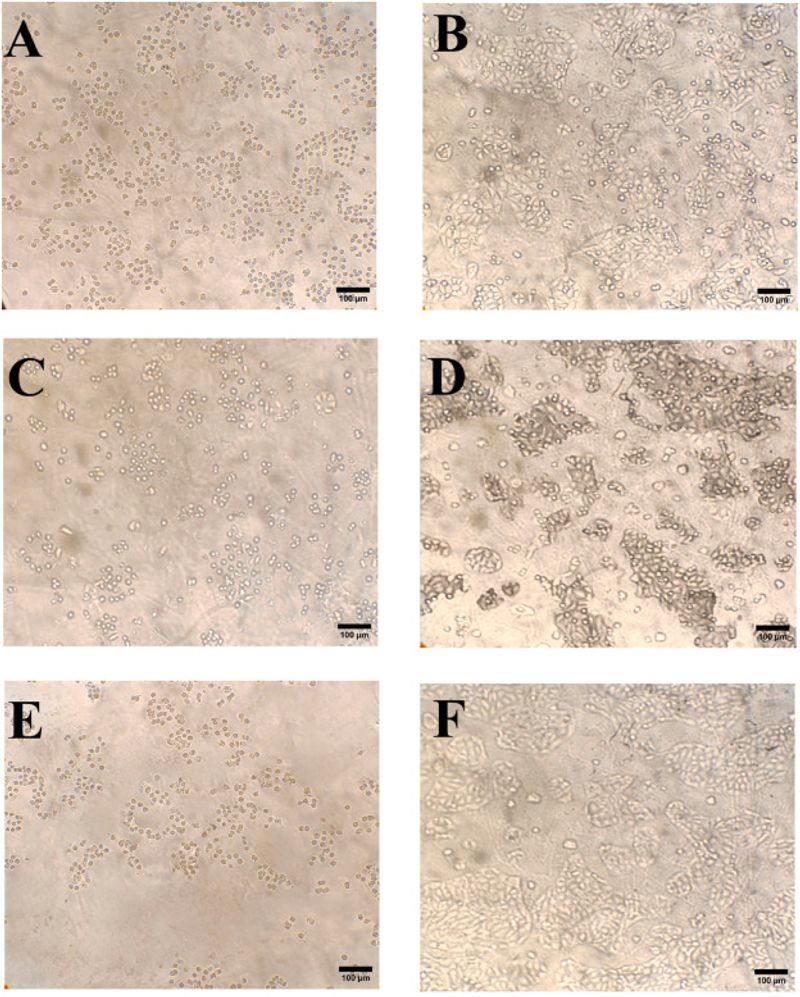 Cell damage does not mean selective or safe treatment