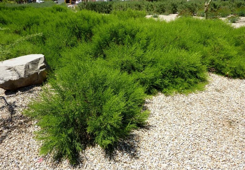 Centennial Desert Broom (Baccharis 'Centennial') Centennial Desert Broom (Baccharis 'Centennial')