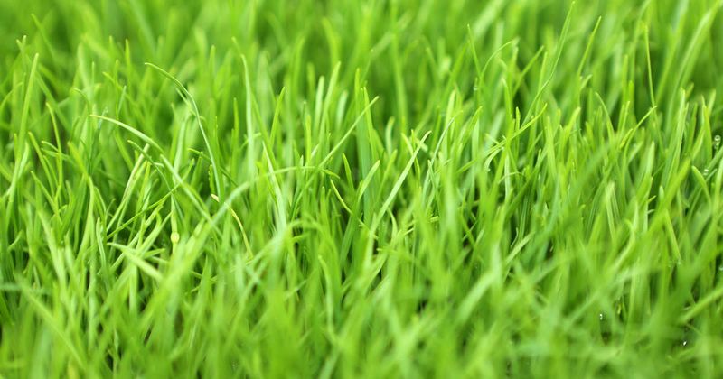 Centipede Skips Ryegrass And Reseeds In Late Spring