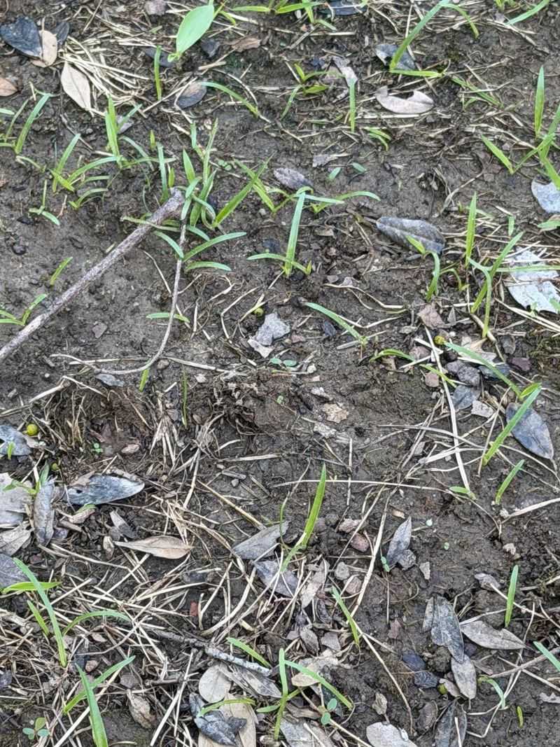 Centipedegrass Was Involved In The First Detection