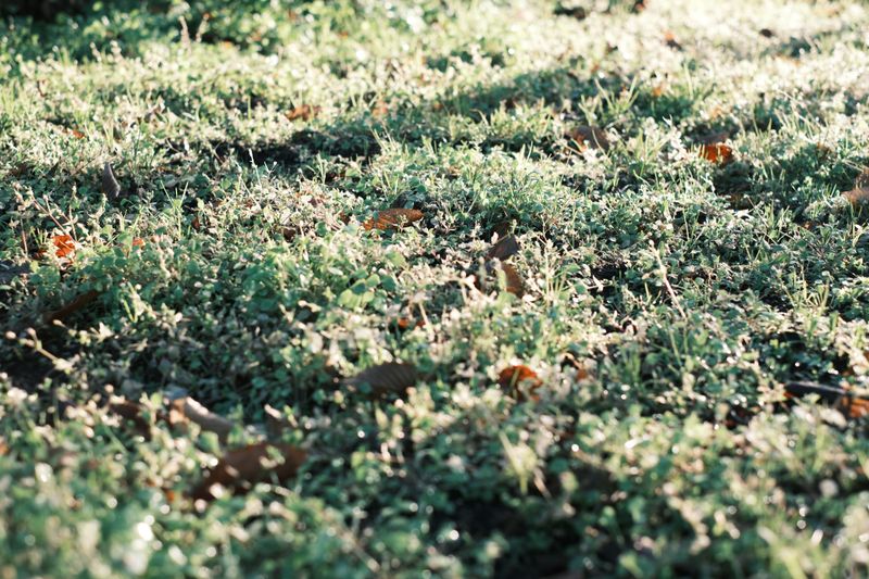 Central Alabama Bermuda Fits Late October