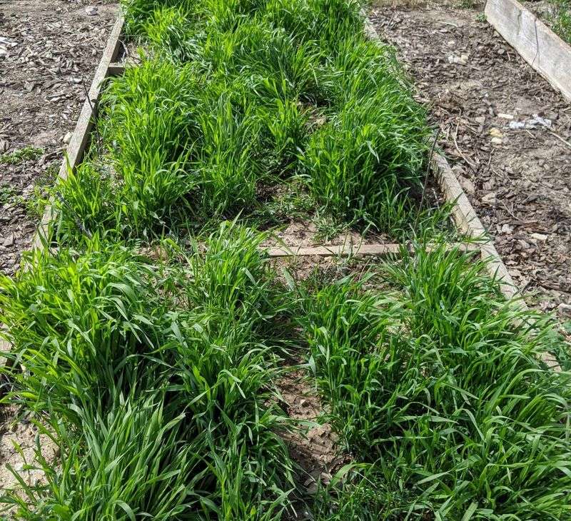 Cereal Rye Can Still Go In Through Late October Cereal Rye Can Still Go In Through Late October