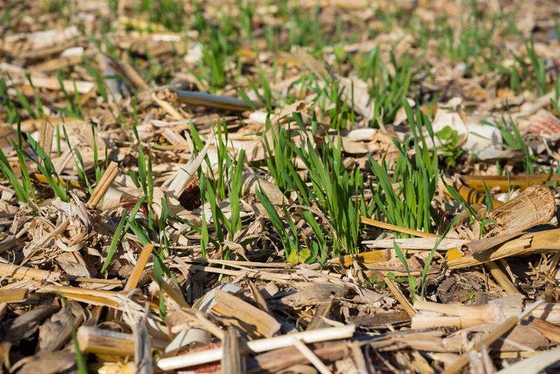 Cereal Rye To Rebuild Tired Soil Cereal Rye To Rebuild Tired Soil