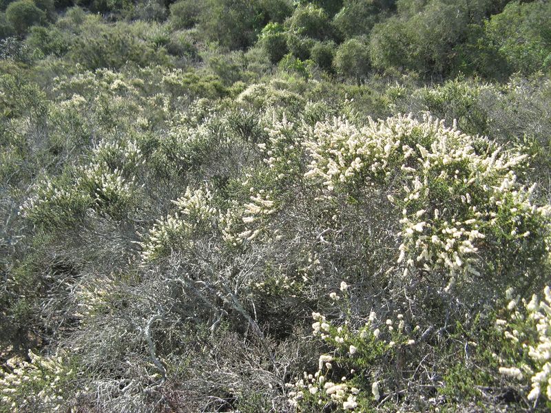 Chamise Grows A Thick Wiry Thicket Chamise Grows A Thick Wiry Thicket