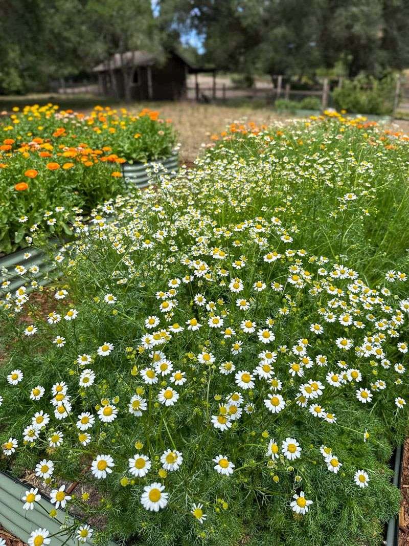 Chamomile