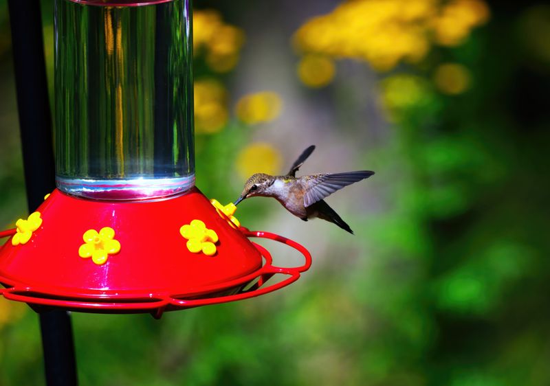 Change The Nectar Every Few Days