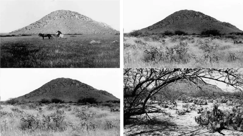 Changed habitat helps explain grassland decline Changed habitat helps explain grassland decline