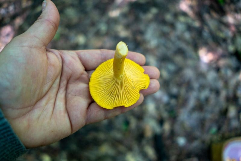 Chanterelles Have Forked Ridges, Not True Gills Chanterelles Have Forked Ridges, Not True Gills