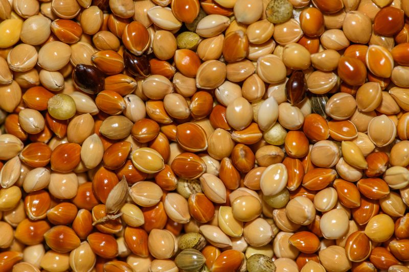Cheap Seed Mixes Packed With Red Milo Cheap Seed Mixes Packed With Red Milo