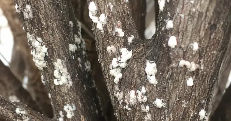 Check Branch Crotches And Leaf Undersides Where Scale Loves To Hide