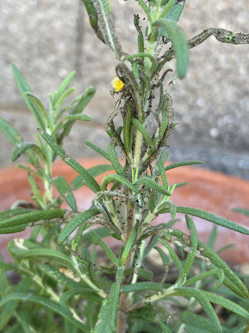 Check Closely For Pests First Check Closely For Pests First