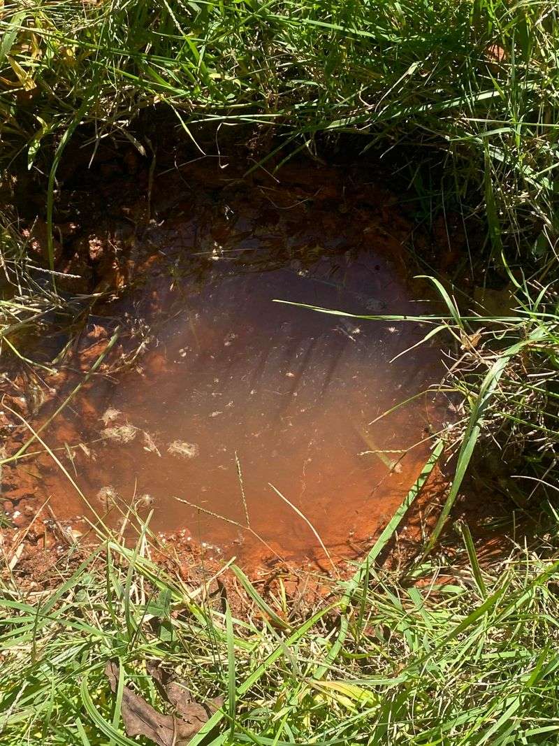 Check Drainage Before Planting And Water Carefully Afterward