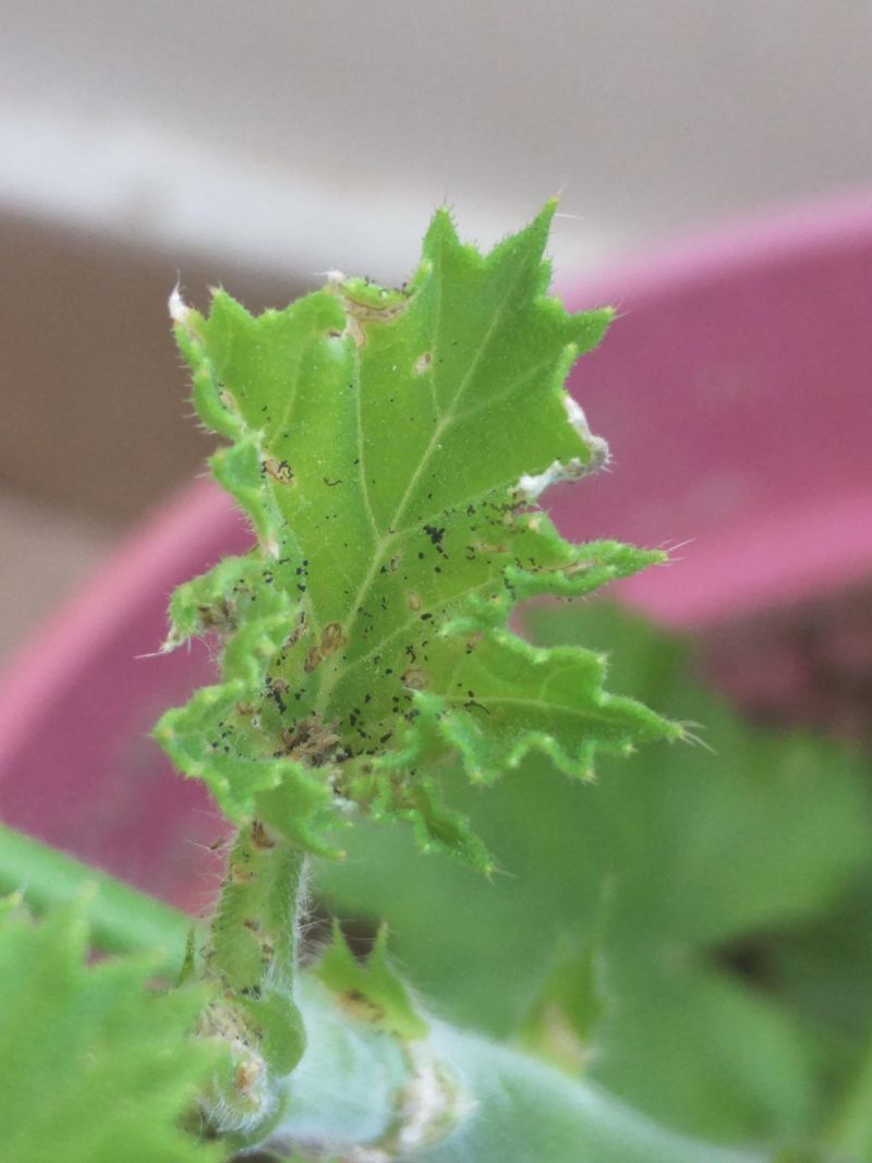 Check Each Leaf For Hitchhiking Pests