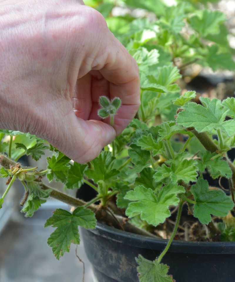Check Every Leaf For Hitchhiking Pests Check Every Leaf For Hitchhiking Pests