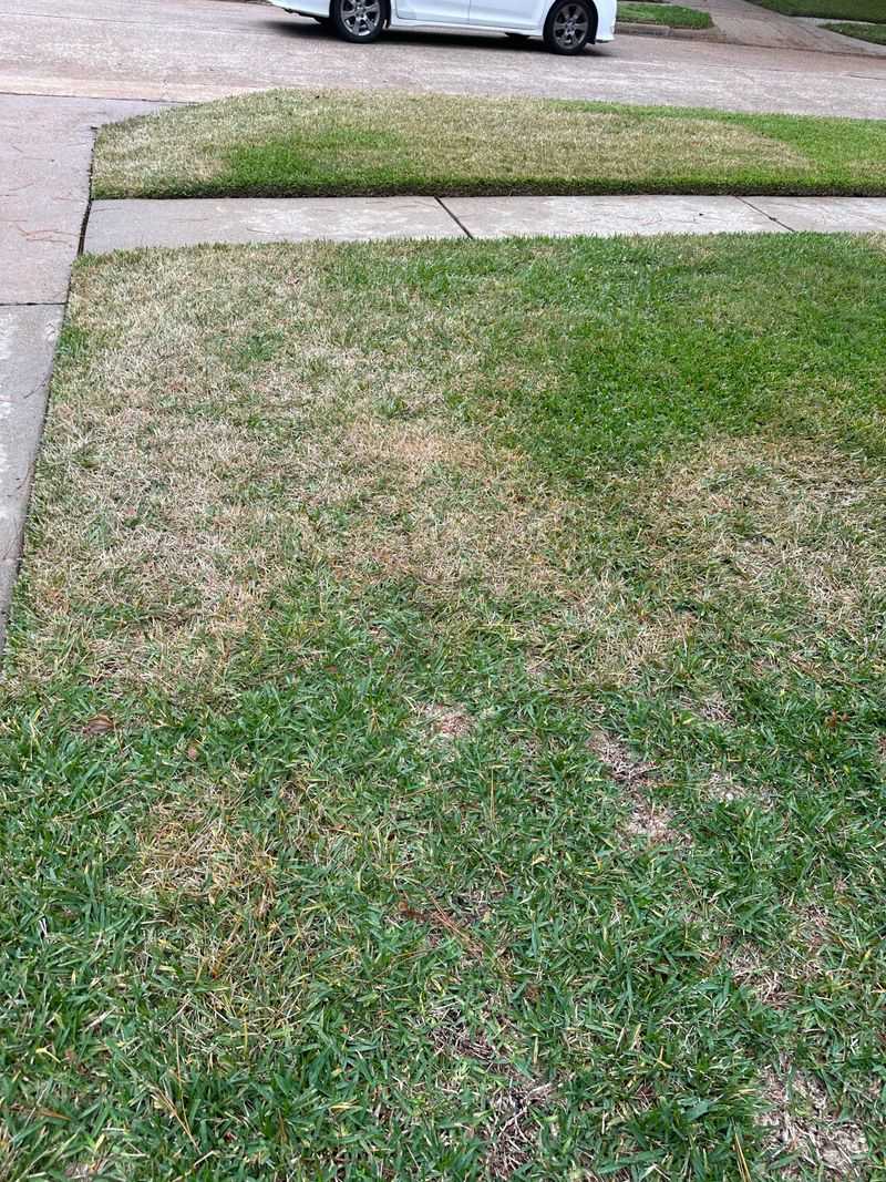 Check For Chinch Bugs In Thinned Patches Check For Chinch Bugs In Thinned Patches