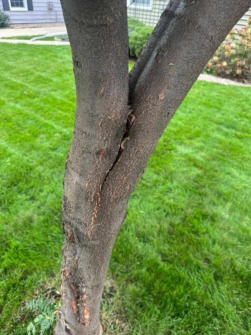 Check For Cracks At The Crotch