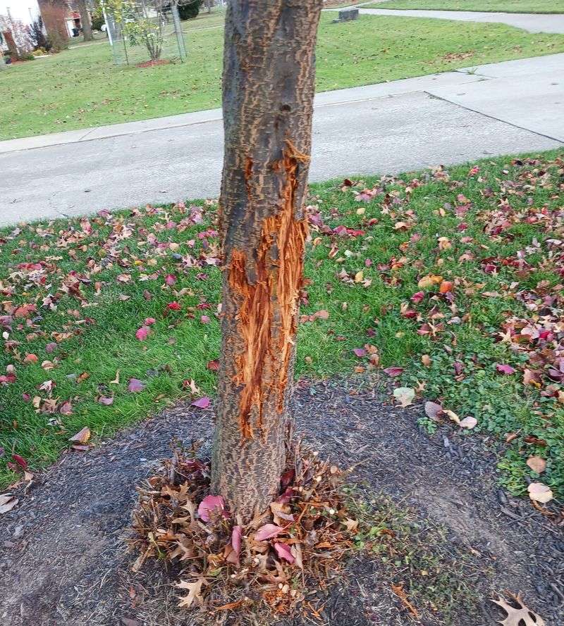 Check For Damage And Help Trees Recover Check For Damage And Help Trees Recover