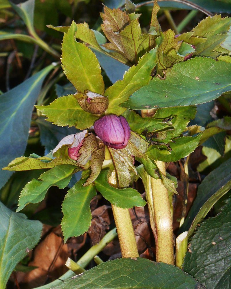 Check For Emerging Flower Stems Before Making Each Cut Check For Emerging Flower Stems Before Making Each Cut