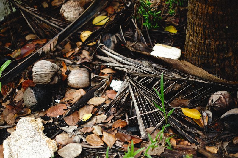 Check For Fallen Fruit, Contaminated Produce, And Storm Debris Check For Fallen Fruit, Contaminated Produce, And Storm Debris